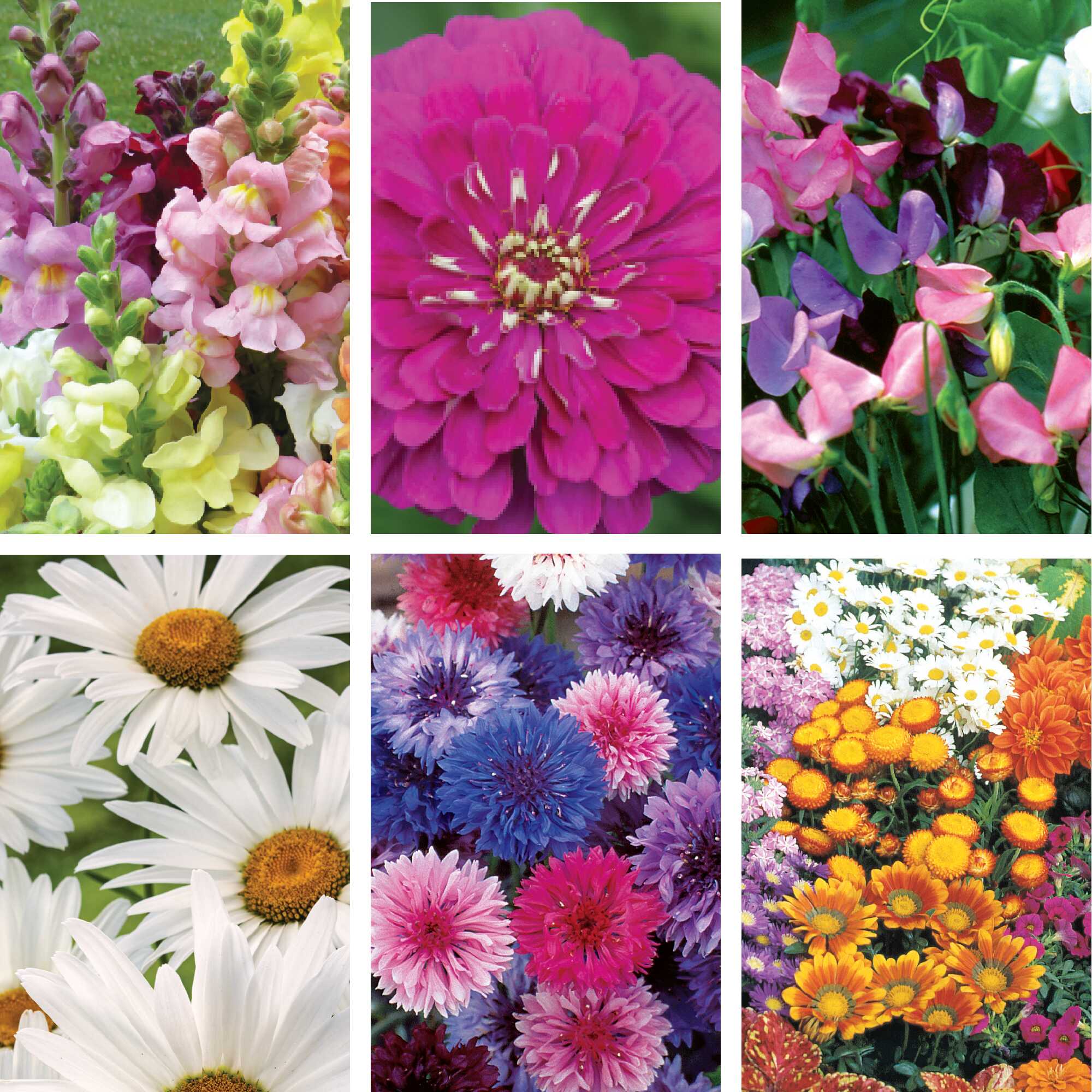 Grid of six flower varieties